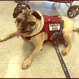 Meet your posher! Get to know me! My pug Bobby!